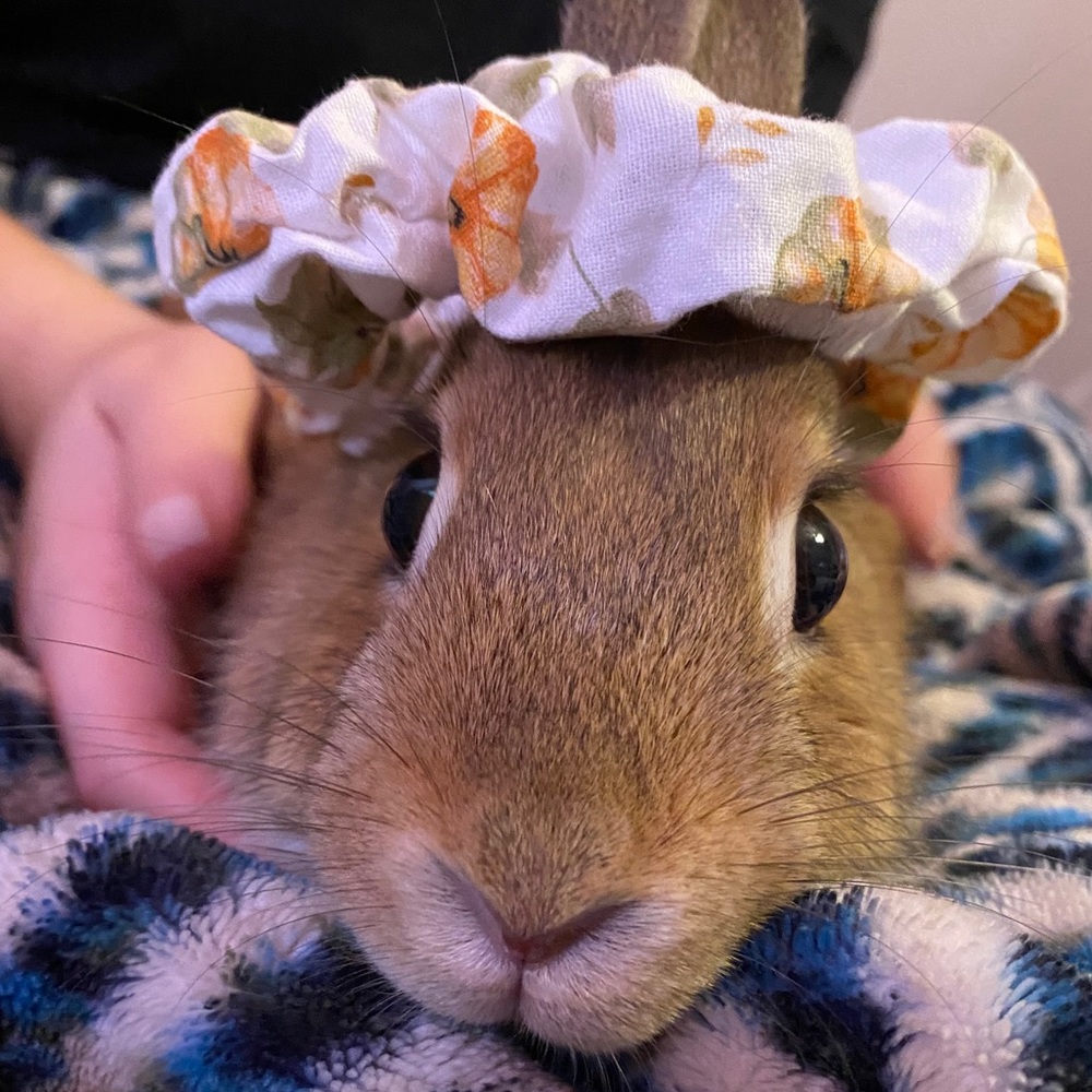 Handmade tiny pumpkin 🎃 scrunchie!! - Picture 5 of 5